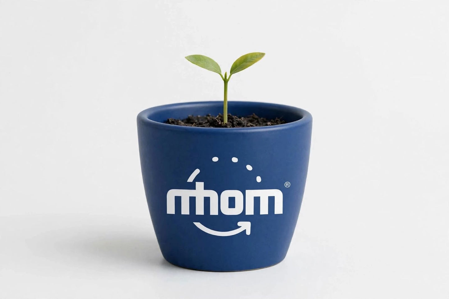 🌱 SEEDBED - Basic Digital Marketing