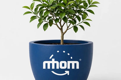 🌱 SEEDBED - Basic Digital Marketing